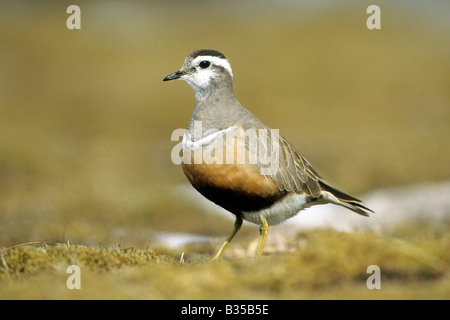 Eurasische Mornell (Charadrius Morinellus), weibliche Zucht Gefieder Stockfoto