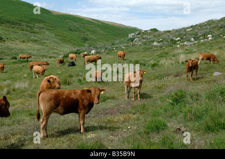 British Limousin Kühe in der Nähe der Fluss Dart im Darmoor Nationalpark Stockfoto