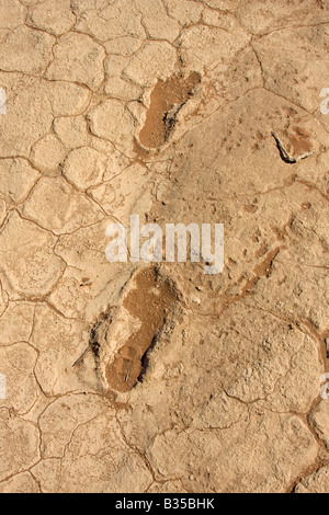 Eingefroren in der gerissenen Schlamm Muster in Kalkstein von Dead Vlei Fußspuren eine Salzpfanne wenn ein Fluss in Sossusvlei Namibia ausgetrocknet Stockfoto