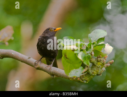 Männliche Black Bird "Turdus Marula" auf Apfelzweig. Stockfoto