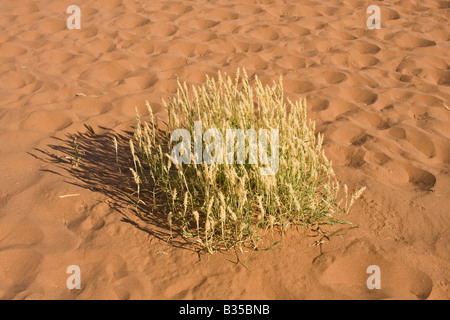 Die Stiele der Rasen zwischen Sanddünen von Sossusvlei Dünengebiet in Namibia. Stockfoto