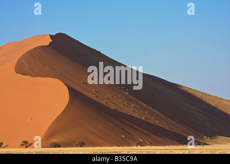 Akazien und Schatten am frühen Morgen Sanddünen von Sossusvlei in Süd-zentral-Namibia Stockfoto