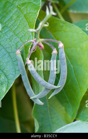 Scarlet Runner Bean Pflanze mit jungen Stangenbohnen wächst in einem englischen Landhaus-Garten Stockfoto
