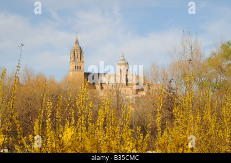 Frühlingsblumen Sie neue und alte Kathedralen Catedral Nueva Vieja über gelben Forsythien gesehen Salamanca Spanien Stockfoto