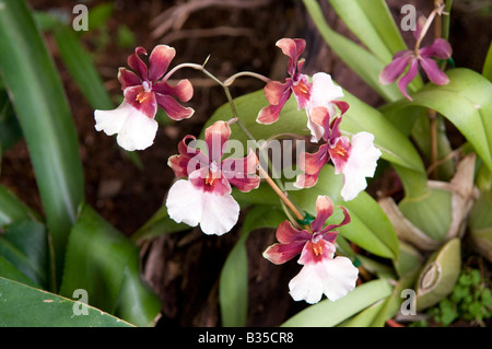 Miltonia Orchidee - Stiefmütterchen-Orchideen Stockfoto
