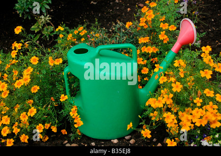 Eine grüne Gießkanne steht inmitten von gelben Blumen in ein Gartenbeet. Stockfoto