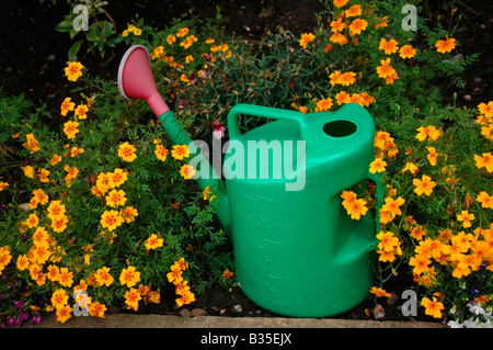 Eine grüne Gießkanne steht inmitten von gelben Blumen in ein Gartenbeet. Stockfoto