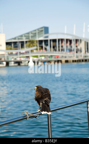 Spanien Barcelona Hawk angebunden an Geländer mit Blick auf Maremagnum Einkaufs- und Aquarium im Marina Port Vell Stockfoto