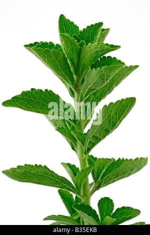 Süße Pflanze Stevia rebaudiana Stockfoto