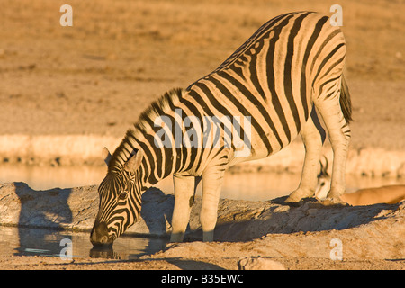 Burchell Ebenen Zebras am Wasserloch im goldenen späten Nachmittagssonne am Etosha einen Wildpark in Namibia Afrika Stockfoto