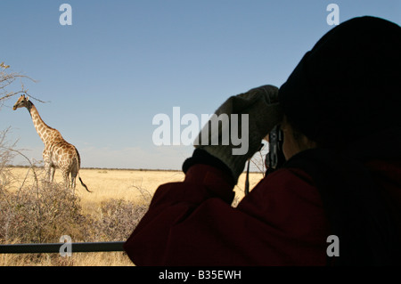 Beobachten Giraffe [Giraffa Plancius] von Safari-LKW in Etosha Wildpark in Namibia Afrika Stockfoto