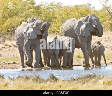 Elefanten [Loxodonta Africana] genießen Wasserloch im größten Wildpark Etosha Namibia Stockfoto