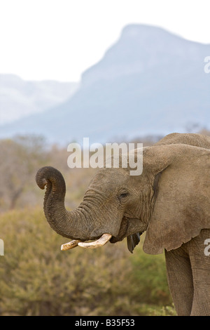 Elefanten im Camp Jabulani Safari Wildpark in der Nähe von Hoedspruit Südafrika Stockfoto