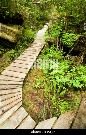 Rain Forest Trail (Promenade) Tofino / Ucluelet Vanvouver island Kanada Stockfoto