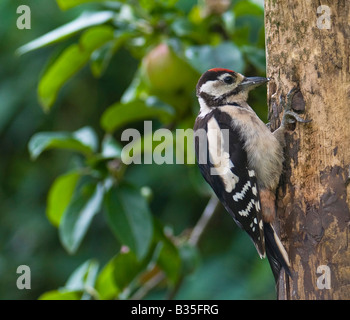 Juvenile Buntspecht auf Tannenzweig. Stockfoto