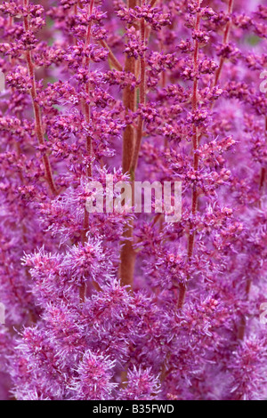 Astilbe Chinensis Var Taquetii 'Purpurlanze' Stockfoto