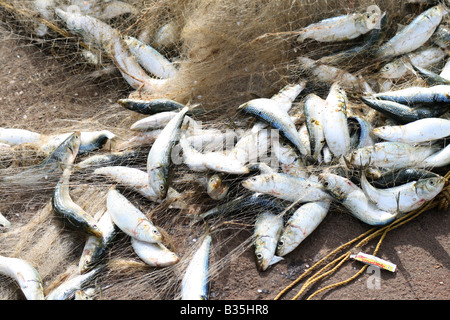 Fangfrisch Sardinen im Netz Stockfoto