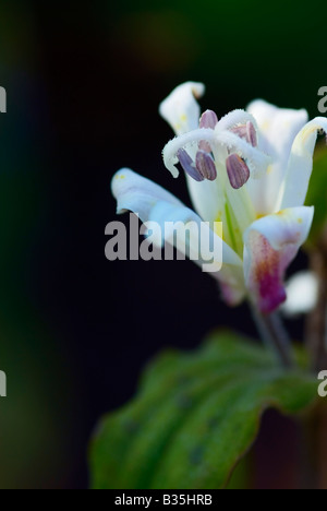 TRICYRTIS LATIFOLIA KRÖTE LILY Stockfoto