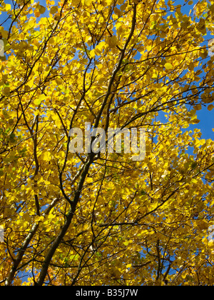 Grau-Pappel Populus canescens Stockfoto