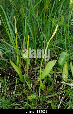 Adder's-Tongue Fern - Ophioglossum Vulgatum in feuchten Küsten-Grünland Norfolk UK Juli Stockfoto