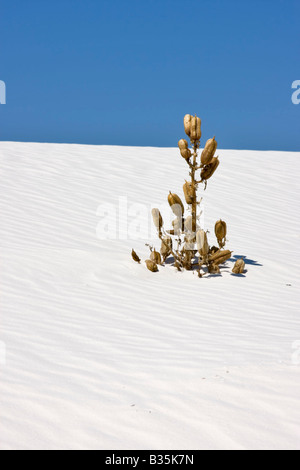 Yucca, White Sands National Monument, New Mexico begraben Stockfoto