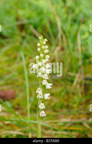 Schleichende Lady's Tresses Goodyera Repens wächst in küstennahen Nadel-Wald Norfolk UK Juli Stockfoto