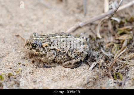 Natterjack Kröte Bufo Calamita in Küstendünen Norfolk England Juli Stockfoto