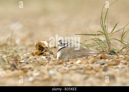 Flussregenpfeifer Plover Charadrius Hiaticula am Nest am Kiesstrand UK Juni Stockfoto