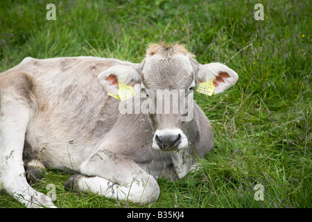 Kuh mit ID-Tags. Stockfoto