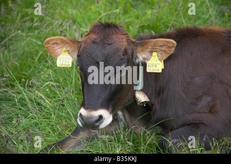 Kuh mit ID-Tags. Stockfoto