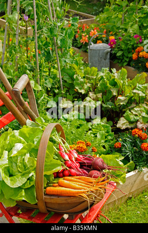 Frisch geerntete Möhren rote Beete und Radieschen in einem Sommer Garten England Juli Stockfoto