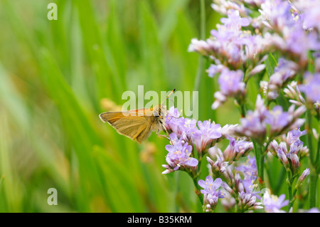 Essex Skipper Tymelicus kleine Fütterung auf Strandflieder Limonium Vulgare auf küstennahen Salzwiesen Norfolk UK Juli Stockfoto