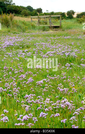 Strandflieder Limonium Vulgare wachsen auf küstennahen Sumpfgebieten mit Steg Warham Norfolk Uk Juli Stockfoto