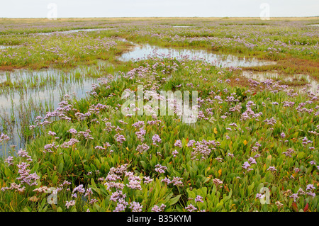 Strandflieder Limonium Vulgare wachsen auf Küsten Sumpfgebiete mit Süßwasser bündelt Warham Norfolk Uk Juli Stockfoto