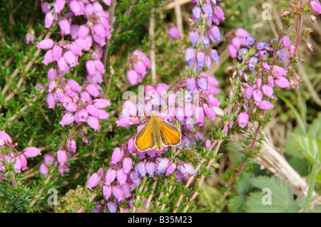 Kleine Skipper Thymelicus Sylvestris Fütterung auf Bell Heather Norfolk UK Juli Stockfoto