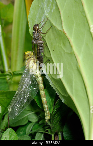 Südlichen Hawker Libelle Aeshna Cyanea entsprang frisch Larven Norfolk England Juli Stockfoto