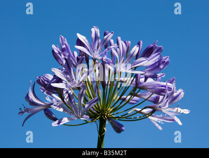 Agapanthus Blume gegen blauen Himmel Stockfoto