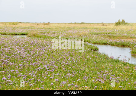 Strandflieder Limonium Vulgare wachsen auf küstennahen Sumpfgebieten Toynbee Norfolk Uk Juli Stockfoto