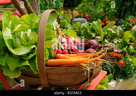 Frisch geerntete Möhren rote Beete und Radieschen in einer rustikalen Trug in einem Sommer Garten England Juli Stockfoto