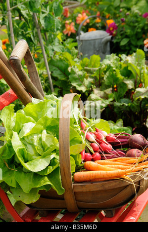 Frisch geerntete Möhren rote Beete und Radieschen in einer rustikalen Trug in einem Sommer Garten England Juli Stockfoto