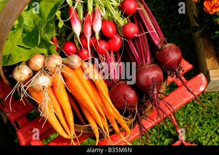 Frisch geerntete Möhren rote Beete Zwiebeln und Radieschen in einem Sommer Garten England Juli Stockfoto