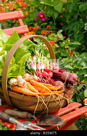 Frisch geerntete Möhren rote Beete und Radieschen in einer rustikalen Trug in einem Sommer Garten England Juli Stockfoto