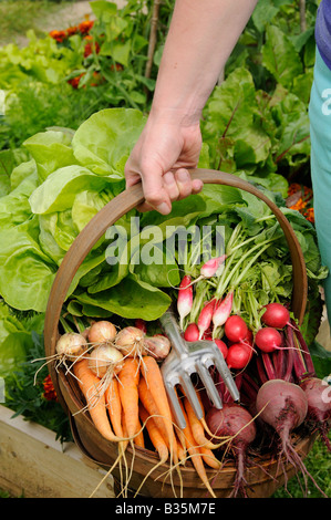 Lady Gärtners Hand hält Trug voller frisch geernteten Sommergemüse Stockfoto