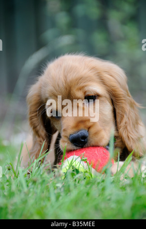 Cocker Spaniel Welpen Stockfoto