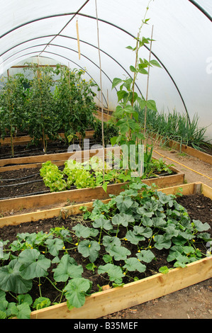 Gemüse Tomaten Salat Stangenbohnen und Melonen wachsen in Poly tunnel UK Juli Stockfoto
