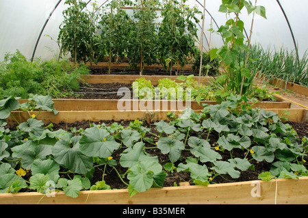 Gemüse-Tomaten-Salat-Runner Bohnen, Karotten und Melonen wachsen im Poly-Tunnel UK Juli Stockfoto