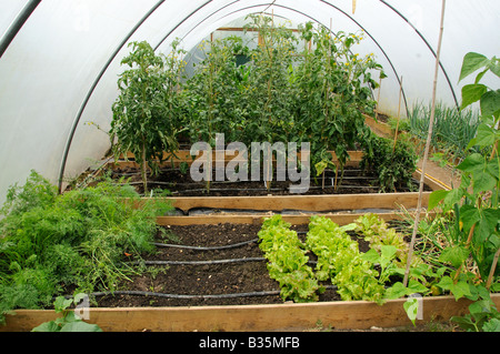 Gemüse-Tomaten-Salat-Runner Bohnen, Karotten und Melonen wachsen im Poly-Tunnel UK Juli Stockfoto