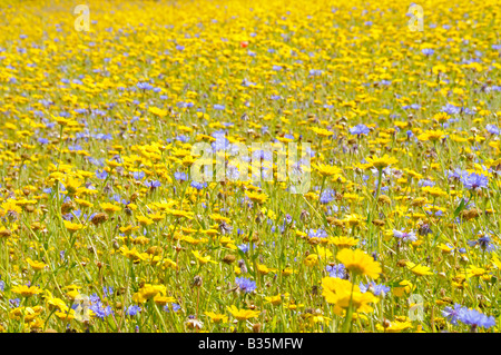 Sommer Wildblumenwiese mit Mais Ringelblume Chrysanthemum Segetum Kornblume Centaurea Cyanus UK Juli Stockfoto