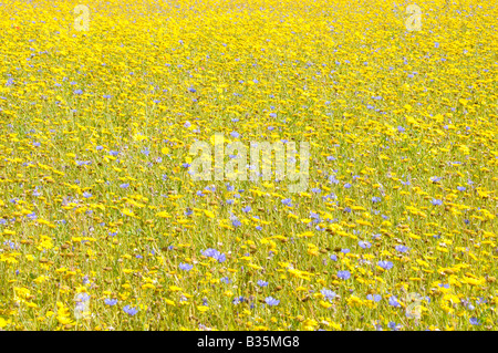 Sommer Wildblumenwiese mit Mais Ringelblume Chrysanthemum Segetum Kornblume Centaurea Cyanus UK Juli Stockfoto