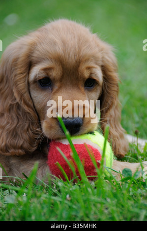 Cocker Spaniel Welpen Stockfoto